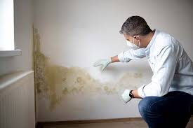 Best Emergency Mold Remediation  in USA